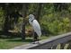 A white heron standing on a wooden bridge railing, overlooking the lush greenery at 2264 Floyd St, Sarasota, FL 34239