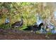 A group of waterfowl are gathered near the edge of a pond at the park, adding to its natural beauty at 2264 Floyd St, Sarasota, FL 34239