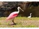 Roseate spoonbill standing in grass, with an egret and canal in the background at 4714 Potomac Cir, Bradenton, FL 34210