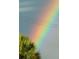 Vibrant rainbow in the sky with a palm tree in the foreground at 4714 Potomac Cir, Bradenton, FL 34210