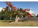 Beautiful Poinciana tree adorns this home's lush, green front yard at 3813 42Nd W St # 37, Bradenton, FL 34205