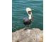 Close-up of a pelican perched on a rock by the ocean, capturing Florida's natural beauty at 108 1St Ave, Venice, FL 34285