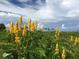 Scenic view of yellow flowers and a grassy field under a cloudy sky at 4939 Myakka Valley Trl, Sarasota, FL 34241