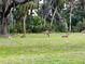 Picturesque scene of deer grazing peacefully on a lush green lawn surrounded by mature trees and vegetation at 4939 Myakka Valley Trl, Sarasota, FL 34241