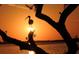 Scenic sunset view with silhouetted bird and trees, highlighting the natural beauty of the area at 4722 Independence Dr, Bradenton, FL 34210
