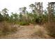 Expansive property with native plants, pine trees, and natural landscape at 8570 Tropicaire Blvd, North Port, FL 34291