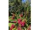 Lush landscaping featuring vibrant pink flowers and greenery, creating a colorful outdoor setting at 15207 17Th E Ave, Bradenton, FL 34212