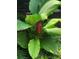 A tropical plant with large leaves at 15207 17Th E Ave, Bradenton, FL 34212