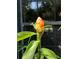 Close up of a flowering plant with vibrant green leaves in front of a window at 15207 17Th E Ave, Bradenton, FL 34212