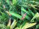 Lush tropical plants with red flowers and fern fronds create a vibrant garden view at 15207 17Th E Ave, Bradenton, FL 34212