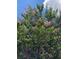 Close up of trees in bloom in the backyard, adding beauty and shade to the property at 15207 17Th E Ave, Bradenton, FL 34212