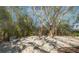 Serene backyard retreat with a bench, a large tree, and a shell-covered ground for a tranquil escape at 741 Hideaway Bay Dr, Longboat Key, FL 34228