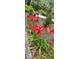 Beautiful red flowers line the front yard with lush landscaping and well-maintained grounds at 3301 River Woods Dr, Parrish, FL 34219