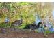 A selection of native birds along the edge of a pond at Arlington Park at 2377 Burton Ln, Sarasota, FL 34239