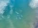 Aerial view of a school of fish swimming in a community pond at 12518 Oak Hill Way, Parrish, FL 34219