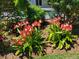 Vibrant red amaryllis in a garden bed, adding a pop of color to the home's landscape, located near the outdoor pool area at 7115 11Th W Ave, Bradenton, FL 34209