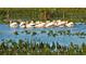 A large group of pelicans gather in a line to catch their daily meal at 7649 Quinto Dr, Sarasota, FL 34238