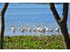 Water view through the trees with pelicans enjoying the day at 4734 Independence Dr # 4734, Bradenton, FL 34210