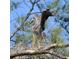Wildlife in natural setting and habitat at 4734 Independence Dr # 4734, Bradenton, FL 34210