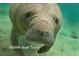 Close-up shot of a Manatee swimming underwater, showcasing wildlife at 5007 Palermo Dr, Punta Gorda, FL 33950