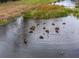 Scenic view of ducks swimming in a calm pond surrounded by natural vegetation, a peaceful wildlife scene at 8619 Firefly Pl, Parrish, FL 34219