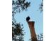 Majestic bald eagle perched atop a tree stump with a clear blue sky backdrop at 5581 Gulf Of Mexico Dr, Longboat Key, FL 34228