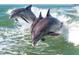 Three beautiful dolphins playing and jumping out of the water near Anna Maria Island at 4440 Fairways Blvd # 407, Bradenton, FL 34209