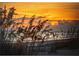 Scenic beach sunset as seen through native dune grass, showcasing a serene and picturesque view at 101 Benjamin Franklin Dr # 63, Sarasota, FL 34236