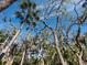 Scenic view of lush trees and blue sky at 3376 S Seclusion Dr, Sarasota, FL 34239
