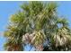 Palm tree with blue sky at 14355 59Th E Cir, Bradenton, FL 34211