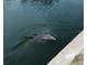 A dolphin swimming next to a concrete dock; a beautiful image of nature at 552 Juan Anasco Drive, Longboat Key, FL 34228