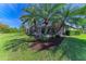 Lush backyard with palm trees and a screened lanai, perfect for enjoying outdoor living in a tropical setting at 12263 Lavender Loop, Bradenton, FL 34212