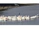 Scenic lake view featuring a flock of pelicans swimming serenely on the water at 11408 Drifting Leaf Dr, Riverview, FL 33579