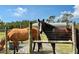 A brown and black horse stand behind a wooden fence enjoying a sunny day at 7108 229Th E St, Bradenton, FL 34211