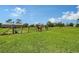 Spacious pasture with fencing, shed, and horse, perfect for equestrian enthusiasts and country living at 7108 229Th E St, Bradenton, FL 34211