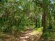 Secluded nature trail with lush green canopy and a winding path covered with fallen leaves at 3008 Highlands Bridge Rd, Sarasota, FL 34235