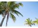 Blue skies showcasing healthy palm trees at 396 Aruba Cir # 302, Bradenton, FL 34209
