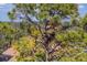 Bird's eye view of a tall tree in a lush landscape with an eagles' nest and a view of the red-tiled roofs of houses in the neighborhood at 4416 Calle Serena, Sarasota, FL 34238