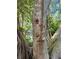 Close-up shot of a mature banyan tree in a lush, tropical landscape at 7735 Westmoreland Dr, Sarasota, FL 34243