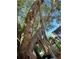 Majestic banyan tree with a unique trunk formation towering beside the home at 7735 Westmoreland Dr, Sarasota, FL 34243