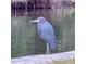 A little blue heron stands on the shore of a lake at 9393 Midnight Pass Rd # 506, Sarasota, FL 34242