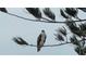 An osprey perches on a tree branch at 9393 Midnight Pass Rd # 506, Sarasota, FL 34242