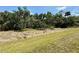 Overgrown landscape with mature trees, bushes, and weeds on a sunny day at 10179 Milky Way Cir, Sarasota, FL 34241