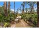 Lush greenery and tall trees line a private driveway, offering shade and seclusion at 13600 N Branch Rd, Sarasota, FL 34240