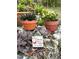Collection of potted plants and succulents on a rock with a decorative sign at 6012 Oak Creek Ln # 1913, Bradenton, FL 34210