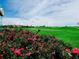 Beautiful green golf course view with pink roses at 8681 Daydream St, Sarasota, FL 34238