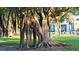 Lush park with a large banyan tree, offering shade and a tranquil environment for relaxation at 650 Golden Gate Pt # 602, Sarasota, FL 34236