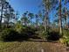 A scenic view of a nature trail surrounded by lush greenery and tall pine trees under a clear blue sky at 9031 Hilolo Ln, Venice, FL 34293