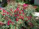 Gorgeous garden filled with vibrant red flowers and lush green foliage creating a stunning outdoor display at 315 Londonderry Dr, Sarasota, FL 34240