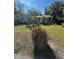 Cozy home with lush landscaping and mature trees in a private front yard at 728 41St St St, Sarasota, FL 34234